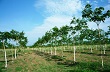 Phát triển cây cao su ở các tỉnh Bắc Trung Bộ 